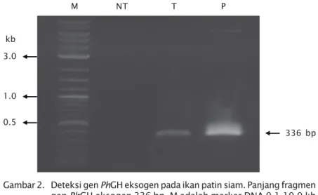 Gambar 2. Deteksi gen PhGH eksogen pada ikan patin siam. Panjang fragmen gen PhGH eksogen 336 bp