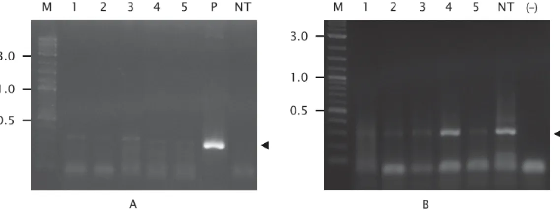 Gambar 3. Ekspresi mRNA PhGH eksogen pada sirip individu ikan patin siam transgenik (A) dan mRNA β-aktin ikan patin siam (B) sebagai kontrol internal