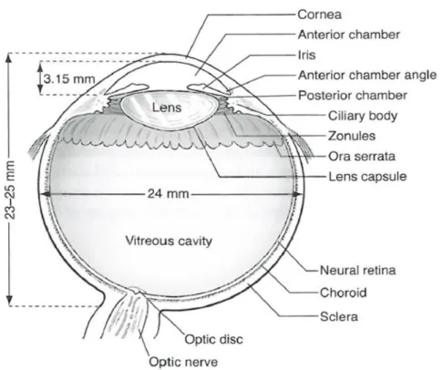 Gambar 2.1 : Bagian sagittal mata 