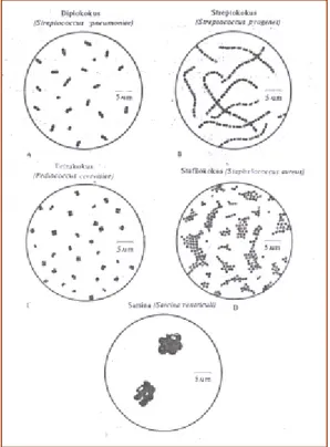 Gambar  4.  Penataan  bentuk  bakteri  kokus:  (a)  diplokokus,  (b)  stafilokokus,  (c)  tertakokus dan (d) sarsina
