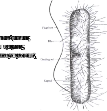 Gambar 5. Struktur-struktur                    utama di luar                     dinding sel bakteri