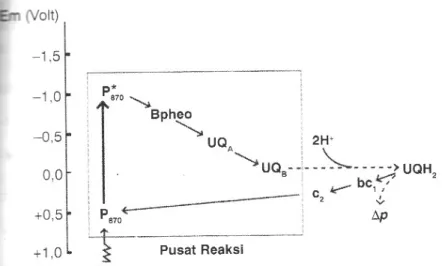 Gambar  9.  Transfer  elektron  pada fotosintesis  bakteri  ungu.  Sumber  :  Purwoko  (2007)