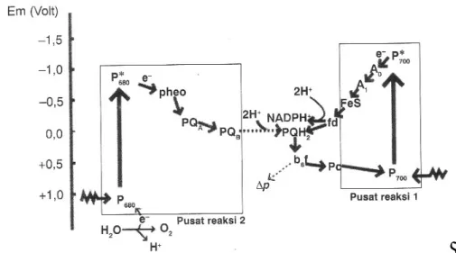 Gambar 11. Transfer elektron pada sianobakteri. Sumber : Purwoko (2007). 