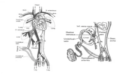 Gambar 5. Arteri Umbilikalis dan Vena Umbilikalis  3