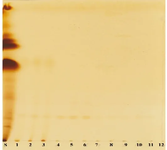 Gambar  8.  Thin-Layer  Chromatography  polyisoprenoid  alkohol  (dolichol)  dari  semai     S