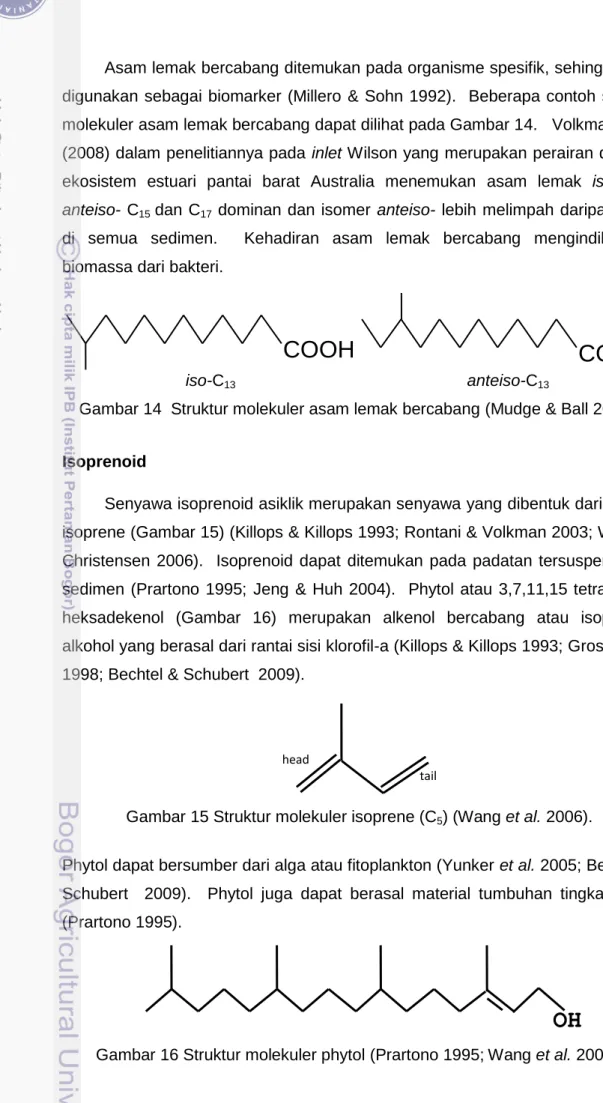 Gambar 14  Struktur molekuler asam lemak bercabang (Mudge &amp; Ball 2006). 