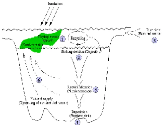 Gambar 2. Diagram skema biological pump di lautan 