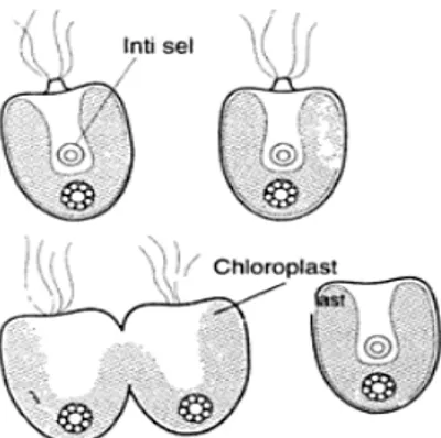 Gambar 2.2 Daur  hidup  dan  cara  reproduksi Tetraselmis  chuii (Sumber:  Rostini, 2007)