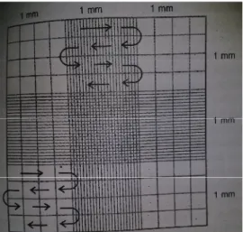 Gambar 3.3 Pola  kotakan  dan  contoh  arah  hitung Hemaecytometer  (Sumber: Isnansetyo  dan Kurniastuty, 1995)