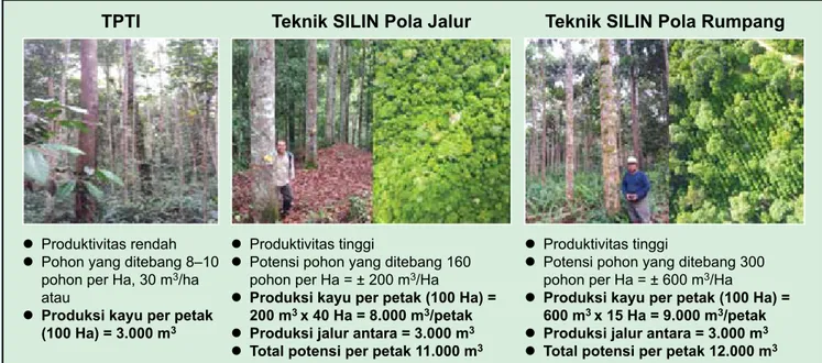 Gambar 2. Perbandingan produksi tanaman antara TPTI, TPTJ Teknik Silin Pola Jalur  (Shorea leprosula) dan Rumpang  (Shorea macriphylla).