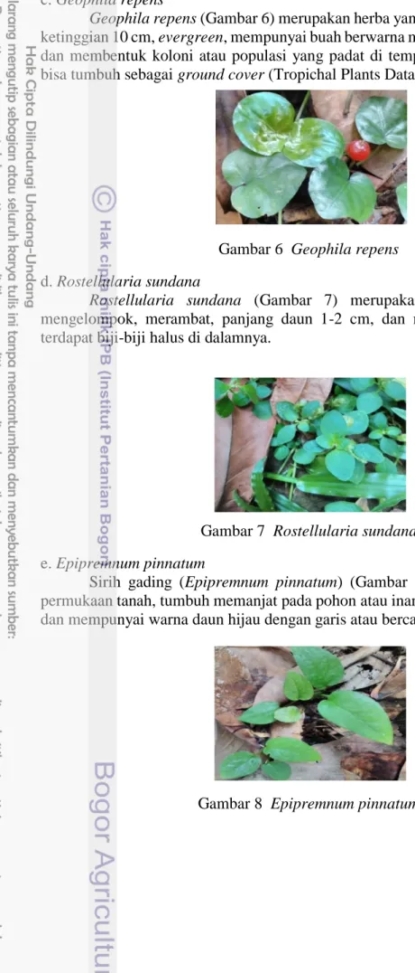 Gambar 6  Geophila repens  d. Rostellularia sundana 