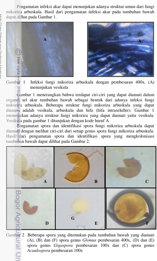 Gambar  1    Infeksi  fungi  mikoriza  arbuskula  dengan  pembesaran  400x,  (A)  menunjukan vesikula  