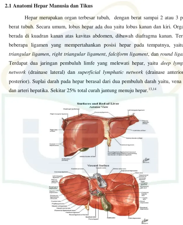 Gambar 2.1 Anatomi Permukaan dan Alas Hepar 