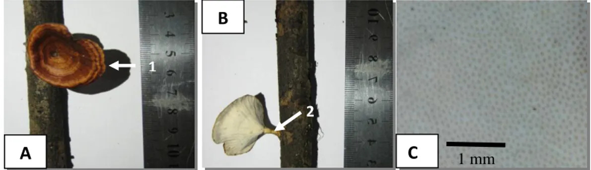 Gambar  5.   Basidiokarp Microporus sp. a. Tampak atas, b. Tampak bawah, c. Pori- Pori-pori, 1