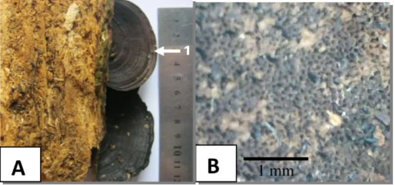 Gambar  9.   Basidiokarp  Trametes  sp.1 a.Tampak  bawah,  b.  Tampak  atas,  c.  Pori- Pori-pori, 1