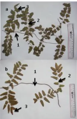 Gambar 4. Lygodium circinnatum  (Burm. f.) Sw. a. bagian  pinna fertil, b. bagian pinna  steril, 1