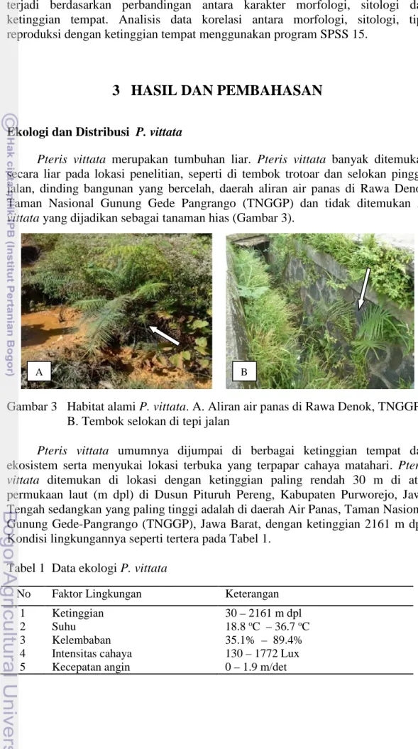 Gambar 3   Habitat alami P. vittata. A. Aliran air panas di Rawa Denok, TNGGP. 