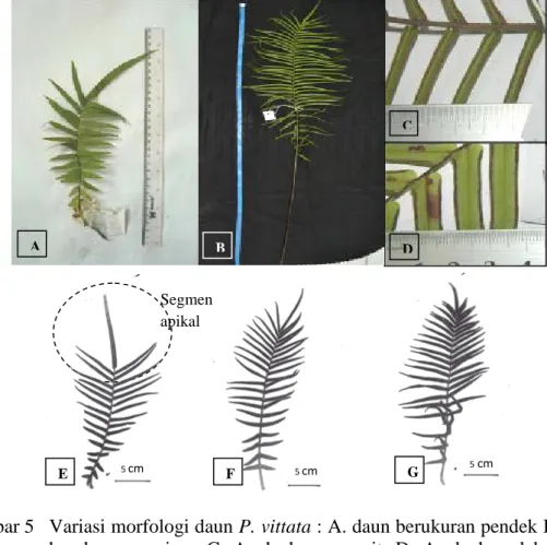 Gambar 5   Variasi morfologi daun P. vittata : A. daun berukuran pendek B. daun  berukuran panjang C