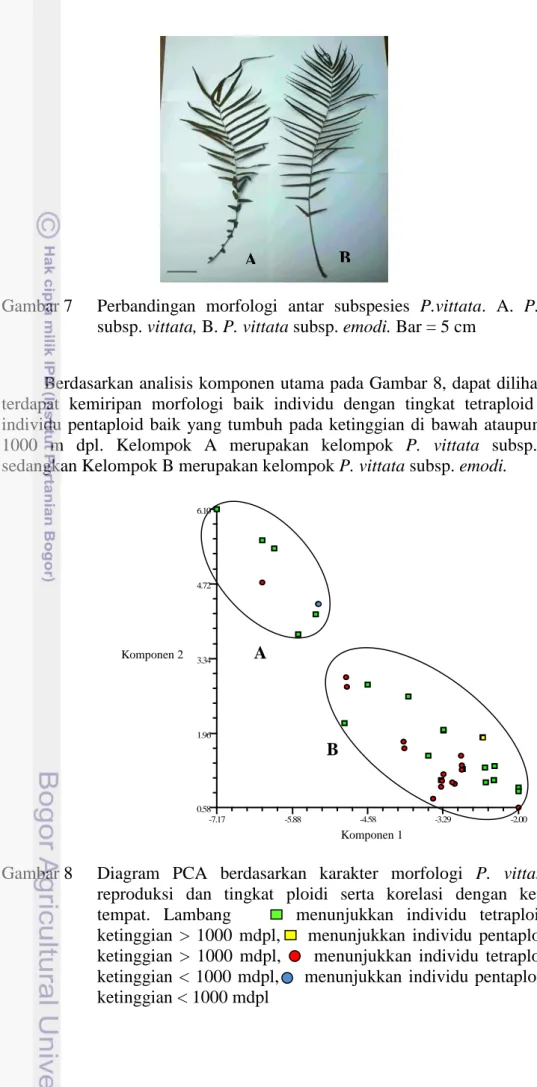 Gambar 7    Perbandingan morfologi antar subspesies P.vittata. A. P. vittata  subsp. vittata, B