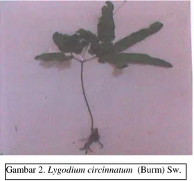 Gambar 2. Lygodium circinnatum  (Burm) Sw.