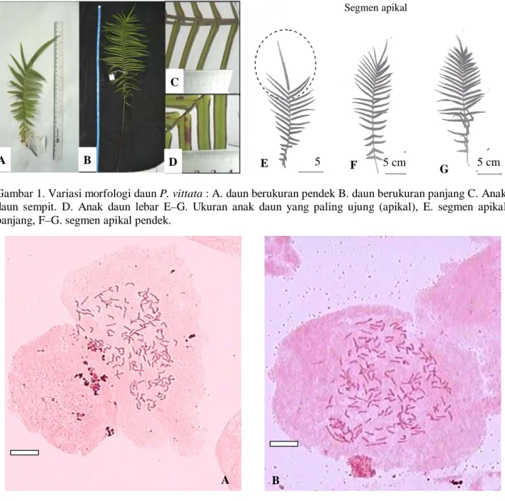 Gambar 1. Variasi morfologi daun P. vittata : A. daun berukuran pendek B. daun berukuran panjang C