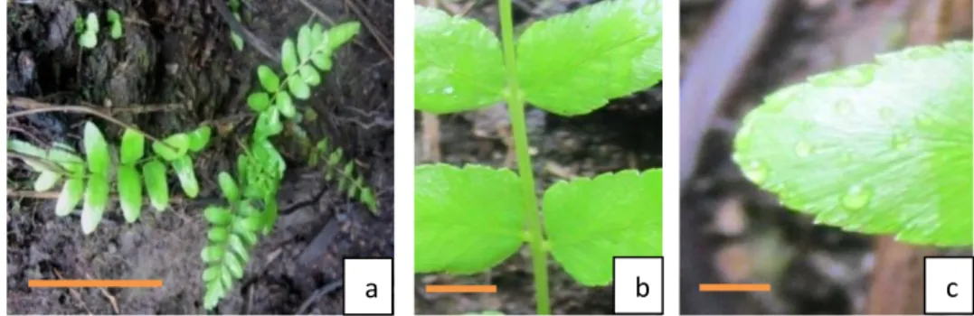 Gambar 6. a. Morfologi secara umum, b. Duduk anak daun, c. Ujung anak daun. (Skala  a-c= 2 cm)