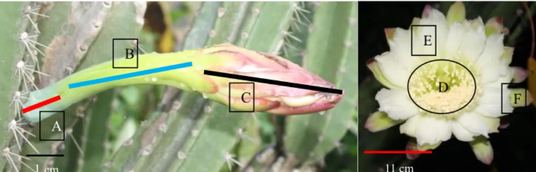 Gambar 3.  Bagian bagian bunga C. jamacaru (A) calon buah, (B) tabung bunga, (C) kuncup bunga, (D) kumpulan stamen, (E) periantium  dalam, (F) periantium luar