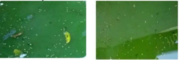 Gambar 1. Kolam Ikan Tidak Bersih, Air yang  Kotor, dan Pakan Ikan Diberi Berlebih