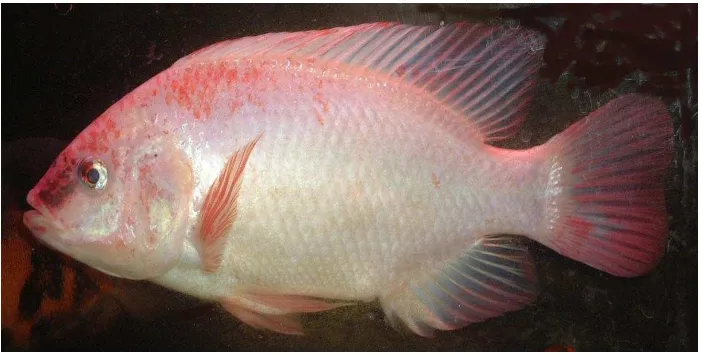 Gambar 2. Ikan Nila Merah (Oreochromis niloticus) 