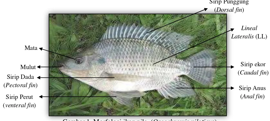 Gambar 1. Morfologi ikan nila  (Oreochromis niloticusSumber : ) http://perikananindonesia.com (2013) 