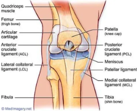 Gambar 2.1   :  susunan tulang pembentuk sendi lutut  Sumber :   http://www.orthspec.com 