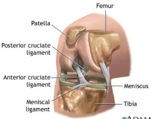 Gambar 2.2  :  ligamen pada sendi lutut  Sumber : http://healthguide.howstuffworks.com 