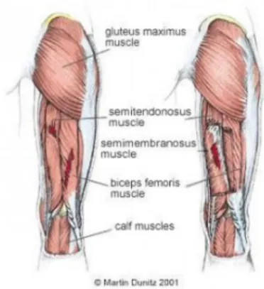 Gambar 2.4  : otot fleksor lutut 
