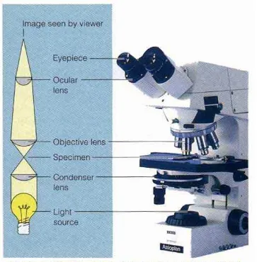 Gambar 6.  Skema mikroskop cahaya 