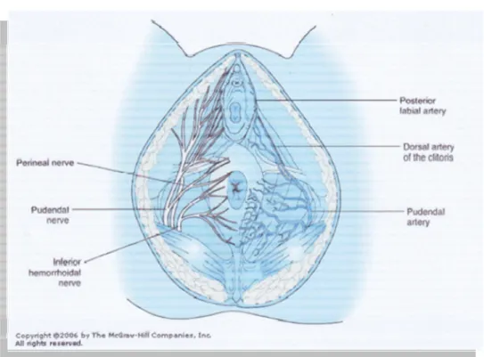 Gambar 2. Anatomi genitalia eksterna wanita, persarafan dan pembuluh darah  21 