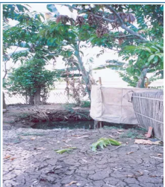 Ilustrasi 12: Sumber air alami lebih digemari sebagai tempat  buang air besar, seperti yang diperlihatkan pada gambar toilet  yang dibangun diatas empang di daerah pinggiran kota Soklat,  Jawa Barat 