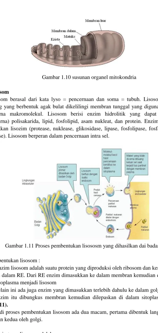 Gambar 1.11 Proses pembentukan lisososm yang dihasilkan dai badan golgi 