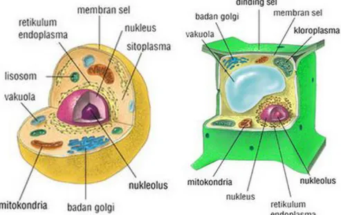 Gambar 2.2. a. bagian-bagian sel hewan dan b. bagian-bagian sel tumbuhan 