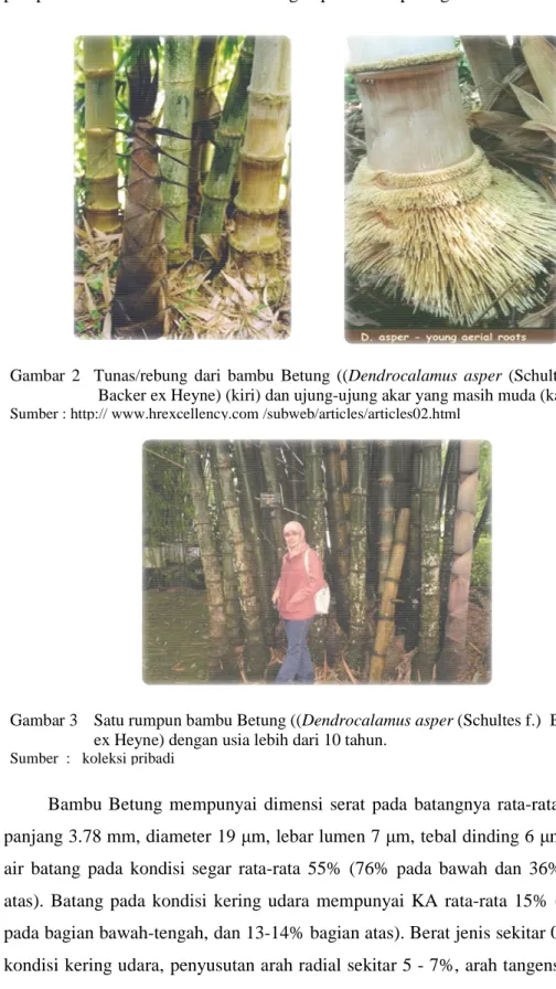Gambar  2    Tunas/rebung  dari  bambu  Betung  ((Dendrocalamus  asper  (Schultes  f.))  Backer ex Heyne) (kiri) dan ujung-ujung akar yang masih muda (kanan)