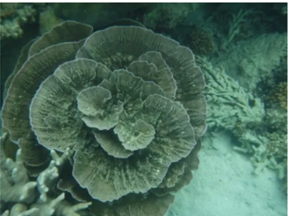 Gambar 8. Jenis karang Montipora 