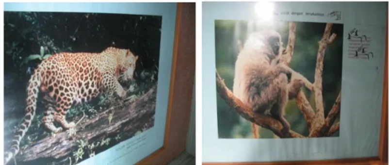 Gambar  5.  Beberapa  jenis  yang  yang  ditemukan  di  Taman  Nasional  Gede  pangrango