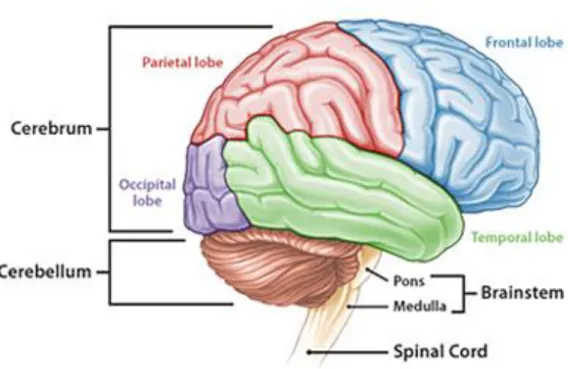 Gambar 1. Anatomi otak manusia (Anonim, 2014) 