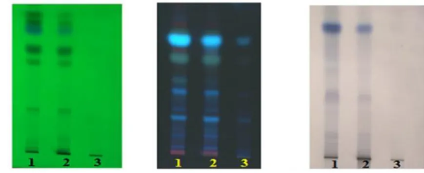 Gambar  2.3  Profil  KLT  Ekstrak  Etil  Asetat  dari  Tiga  Buah-Buahan  Umbelifera: 