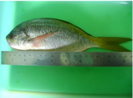 Gambar 1. Ikan Ekor kuning (Caesio cunning) (Penelitian, 2010) 