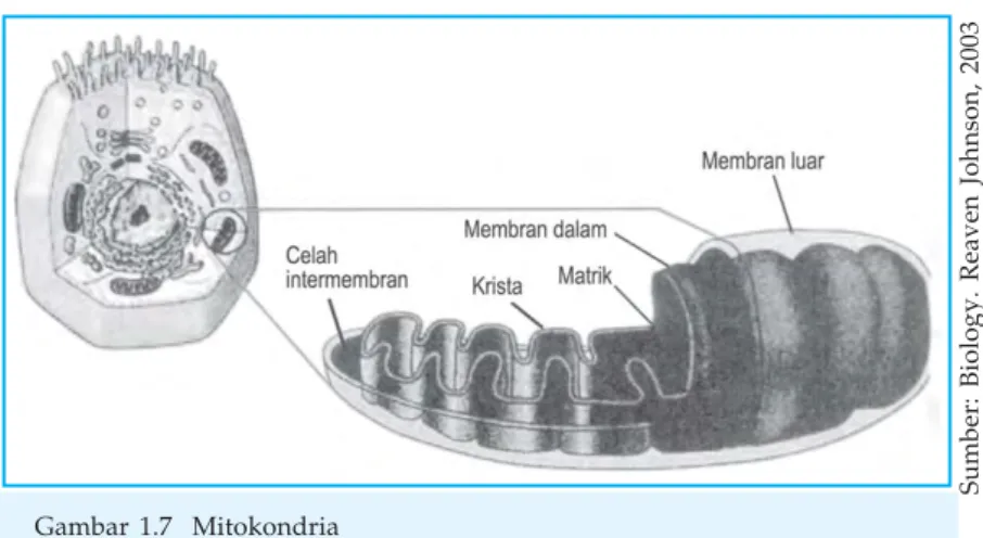 Gambar 1.7  Mitokondria