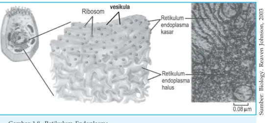 Gambar 1.8  Retikulum Endoplasma