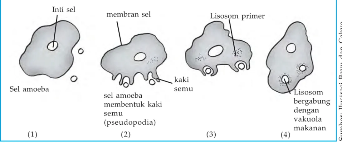 Gambar 1.19 Proses fagositosisInti selSel amoeba membran sel kaki semusel amoebamembentuk kakisemu(pseudopodia) Lisosom primer Lisosom bergabungdenganvakuolamakanan