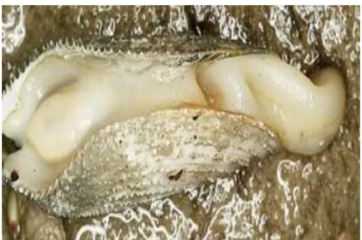 Gambar 3 Kerang salju 