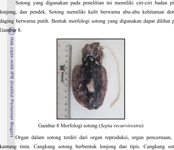 Gambar 8 Morfologi sotong (Sepia recurvirostra) 