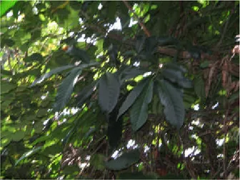 Gambar 2. Tumbuhan obat sanrego (Lunasia amara  Blanco). 